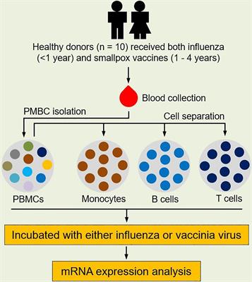 Virus-specific and shared gene expression signatures in immune cells after vaccination in response to influenza and vaccinia stimulation